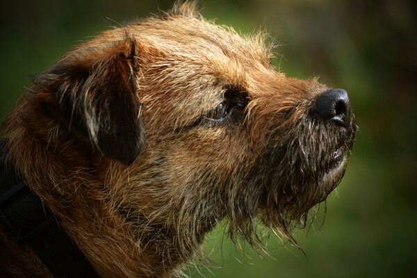 Border Terrier in Profile Picture Board by graham young