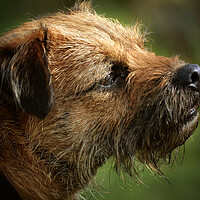 Buy canvas prints of Border Terrier in Profile by graham young