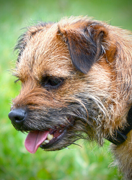 Adorable Border Terrier Your Loyal Companion Picture Board by graham young