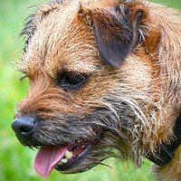 Buy canvas prints of Adorable Border Terrier Your Loyal Companion by graham young