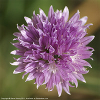 Buy canvas prints of Chive Flower by Steve Strong