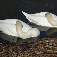 Buy canvas prints of Sleepy swans by Andrew Cummings