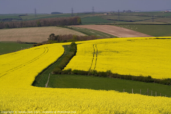 Fields of Gold Picture Board by Nicola Clark