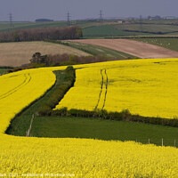 Buy canvas prints of Fields of Gold by Nicola Clark