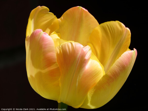 Radiant Yellow Tulip Picture Board by Nicola Clark