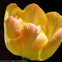 Buy canvas prints of Radiant Yellow Tulip by Nicola Clark