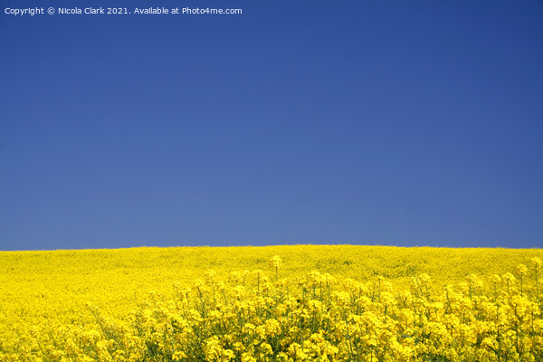 Golden Fields of Oilseed Rape Picture Board by Nicola Clark