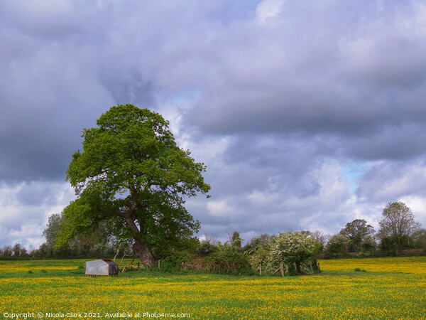 Idyllic Wiltshire Countryside Picture Board by Nicola Clark