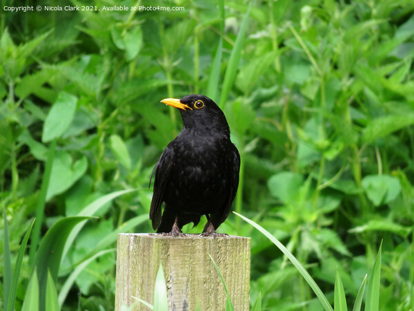 The Majesty of a British Blackbird Picture Board by Nicola Clark