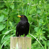 Buy canvas prints of The Majesty of a British Blackbird by Nicola Clark