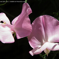 Buy canvas prints of Pink Sweet Pea Blossom by Nicola Clark