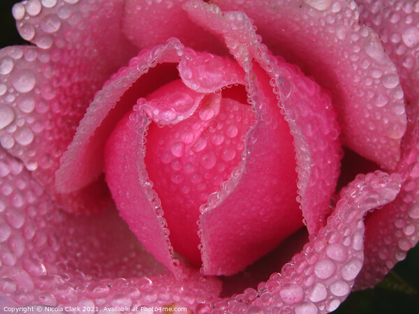 Enchanting DrizzleDrenched Rose Picture Board by Nicola Clark