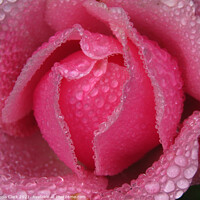Buy canvas prints of Enchanting DrizzleDrenched Rose by Nicola Clark