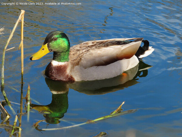 Majestic Mallard on a Tranquil Pond Picture Board by Nicola Clark