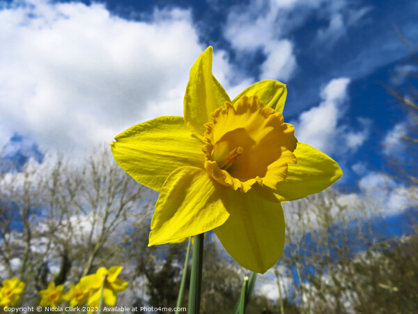 Radiant Daffodil Picture Board by Nicola Clark