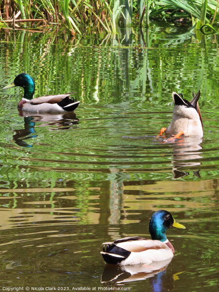 Mallard Ducks  Picture Board by Nicola Clark