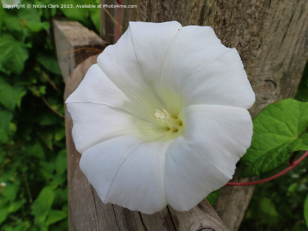 Delicate Bindweed Flower Picture Board by Nicola Clark