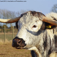 Buy canvas prints of Long Horned Cow by Nicola Clark