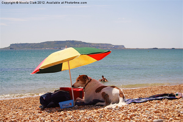 Dog on the Beach Picture Board by Nicola Clark