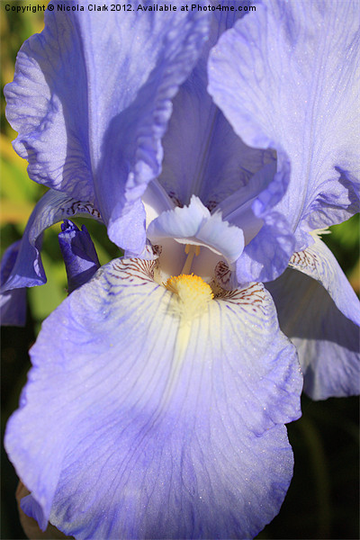Pastel Blue Iris Picture Board by Nicola Clark