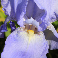 Buy canvas prints of Pastel Blue Iris by Nicola Clark