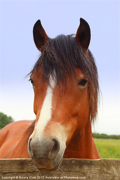 Horse Portrait Picture Board by Nicola Clark