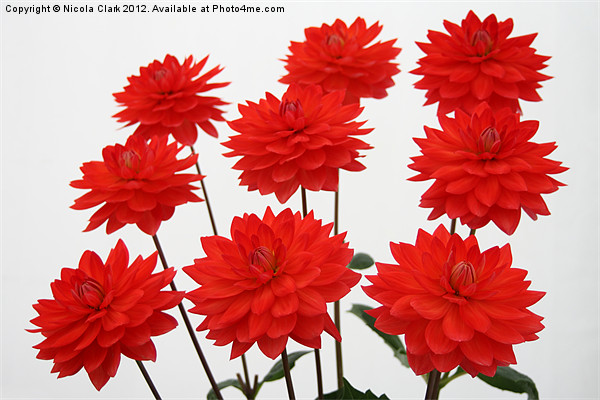 Red Chrysanths Picture Board by Nicola Clark