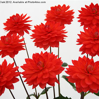 Buy canvas prints of Red Chrysanths by Nicola Clark