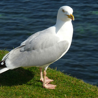 Buy canvas prints of Seagull by Nicola Clark
