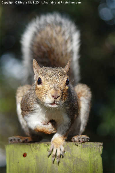 Portrait of a Cute Squirrel Picture Board by Nicola Clark