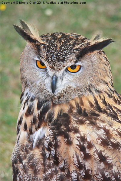 European Eagle Owl Picture Board by Nicola Clark