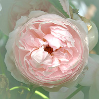 Buy canvas prints of Pastel Rose by Nicola Clark