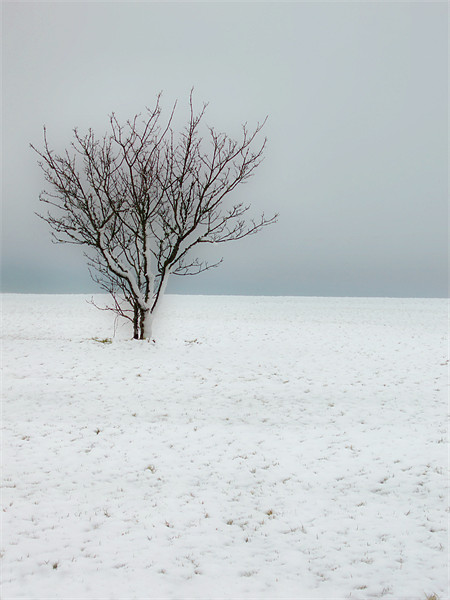 Cold Winter Landscape Picture Board by Nicola Clark