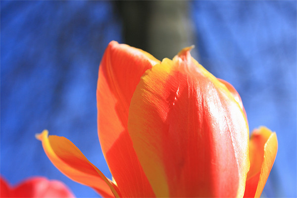 Tulip Picture Board by Nicola Clark