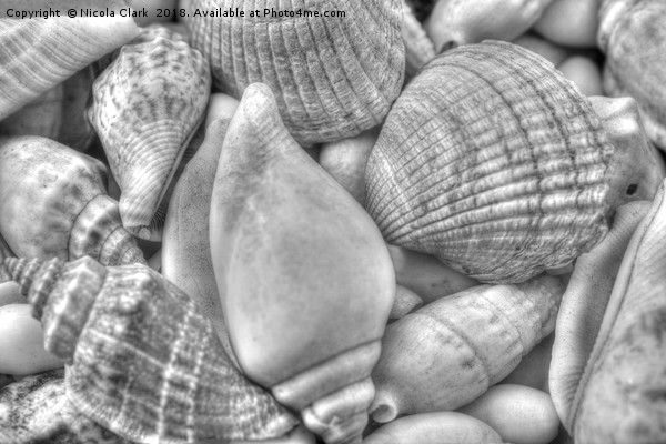 Seashells Picture Board by Nicola Clark