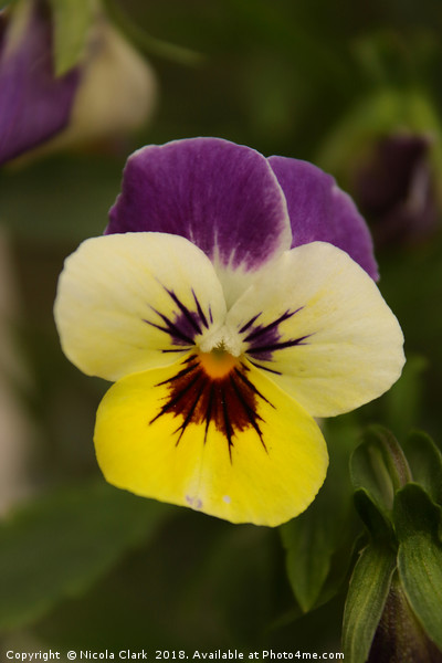 Pansy Picture Board by Nicola Clark