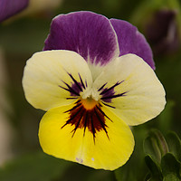 Buy canvas prints of Pansy by Nicola Clark