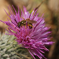 Buy canvas prints of Bee On A Thistle by Nicola Clark