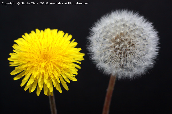 Dandelions Timeless Life Cycle Picture Board by Nicola Clark