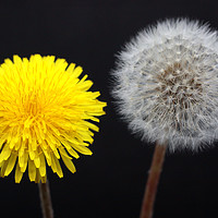 Buy canvas prints of Dandelions Timeless Life Cycle by Nicola Clark
