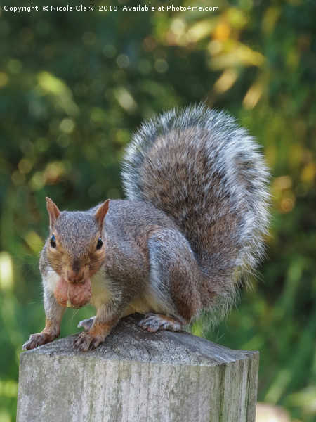 Portrait of a Grey Squirrel Picture Board by Nicola Clark