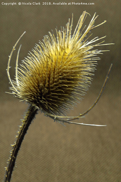 Teasel Picture Board by Nicola Clark