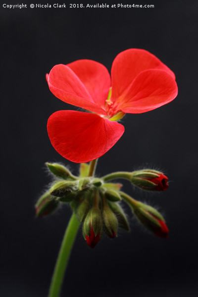 Red Pelargonium Picture Board by Nicola Clark