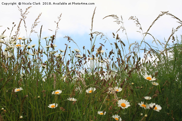 Wild Grass And Flowers Picture Board by Nicola Clark