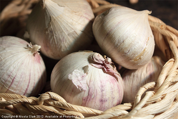 Garlic Picture Board by Nicola Clark