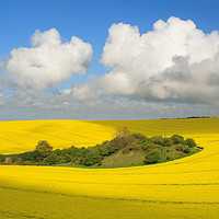 Buy canvas prints of Field of Gold by Nicola Clark