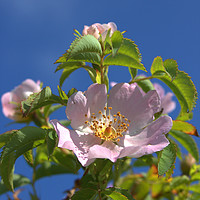 Buy canvas prints of Dog Rose by Nicola Clark