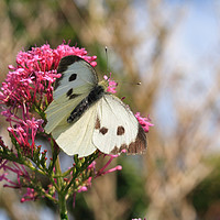 Buy canvas prints of Large White by Nicola Clark