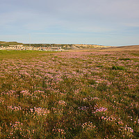 Buy canvas prints of Pink Thrift by Nicola Clark