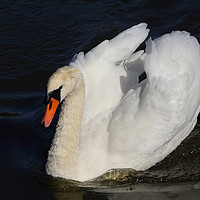 Buy canvas prints of White Swan by Nicola Clark